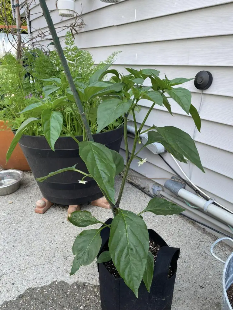 Jalapenos growing in a eight gallon grow bag.