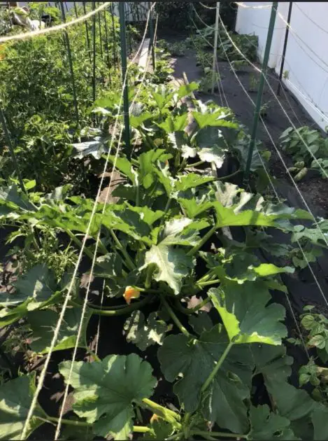 A backyard vegetable garden in early summer.