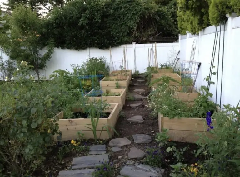 A raised bed vegetable garden.