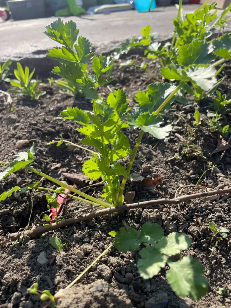 A young cilantro plant grows in a flower bed.