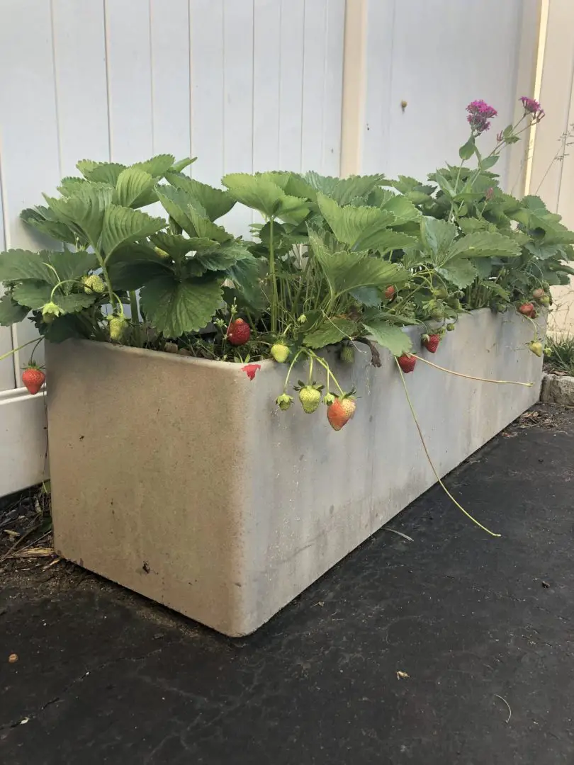 A photograph of strawberries growing in a container.