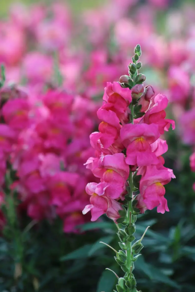 Pink snapdragons growing.