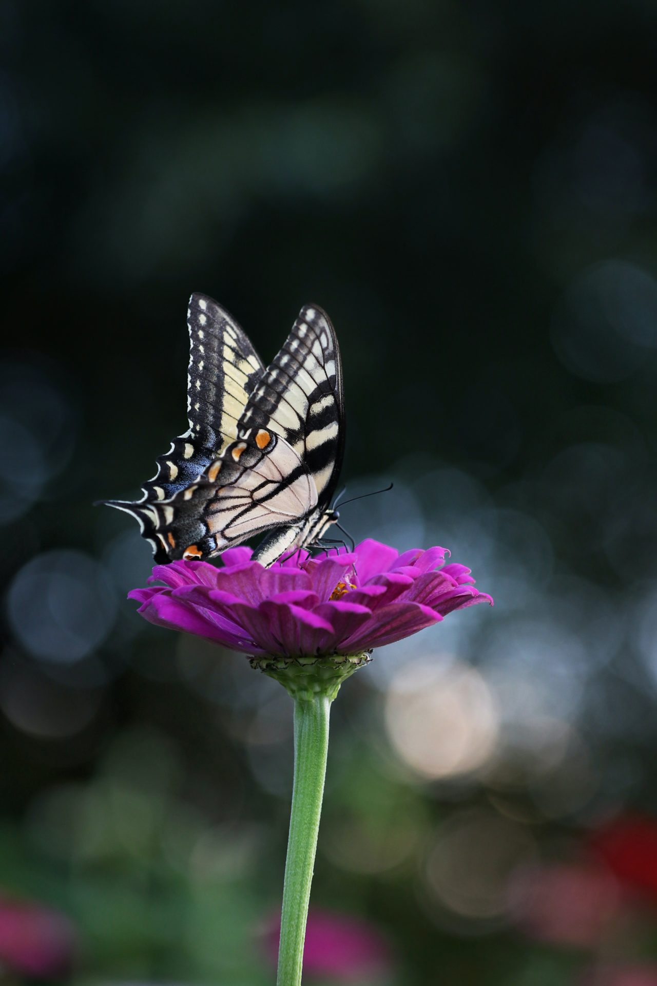 A butterfly resting on a zinnia