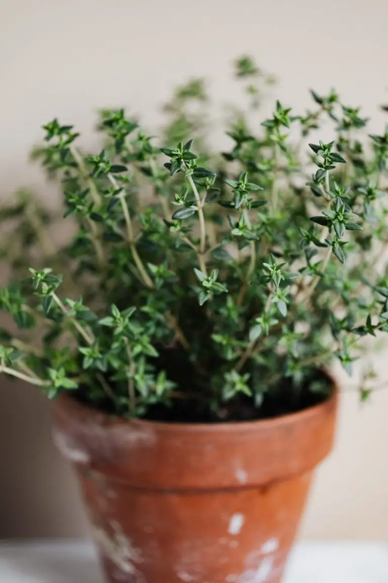 Thyme growing in a pot.