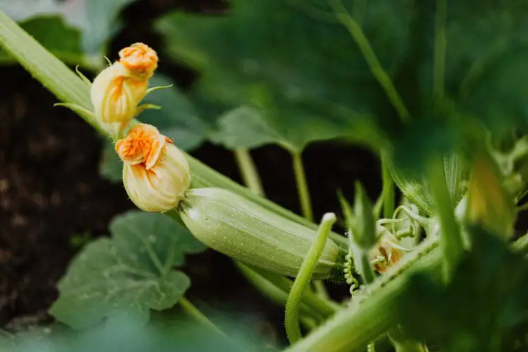 A zucchini with its flower growing on a vine.