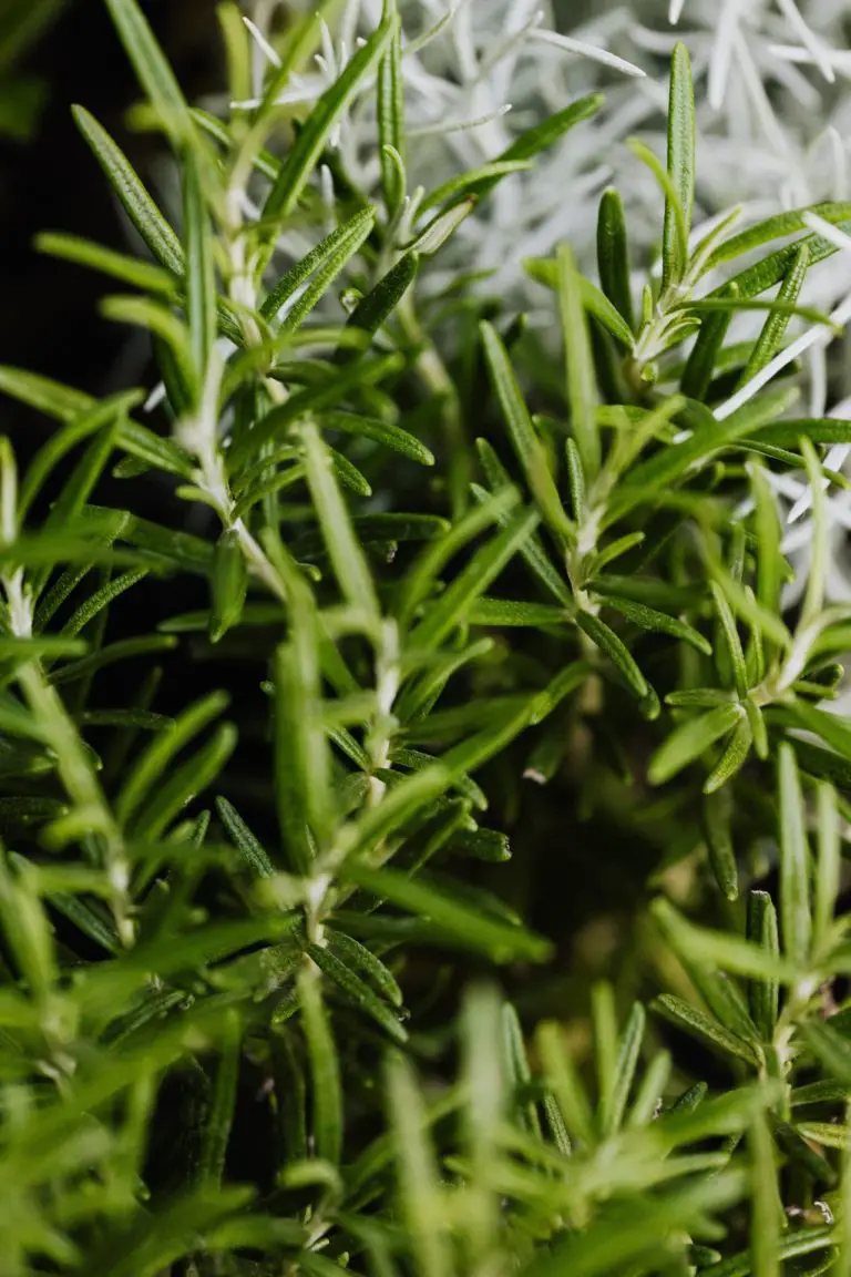 Rosemary growing