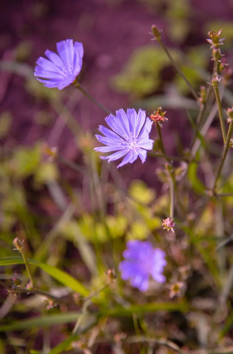 the ample garden