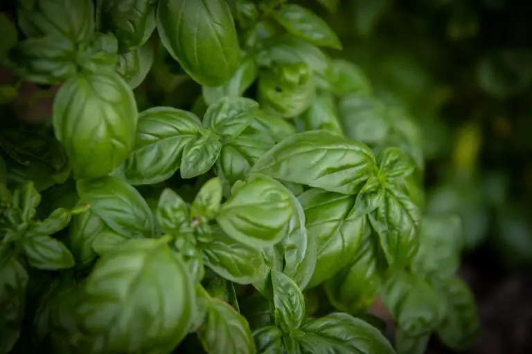 Basil growing