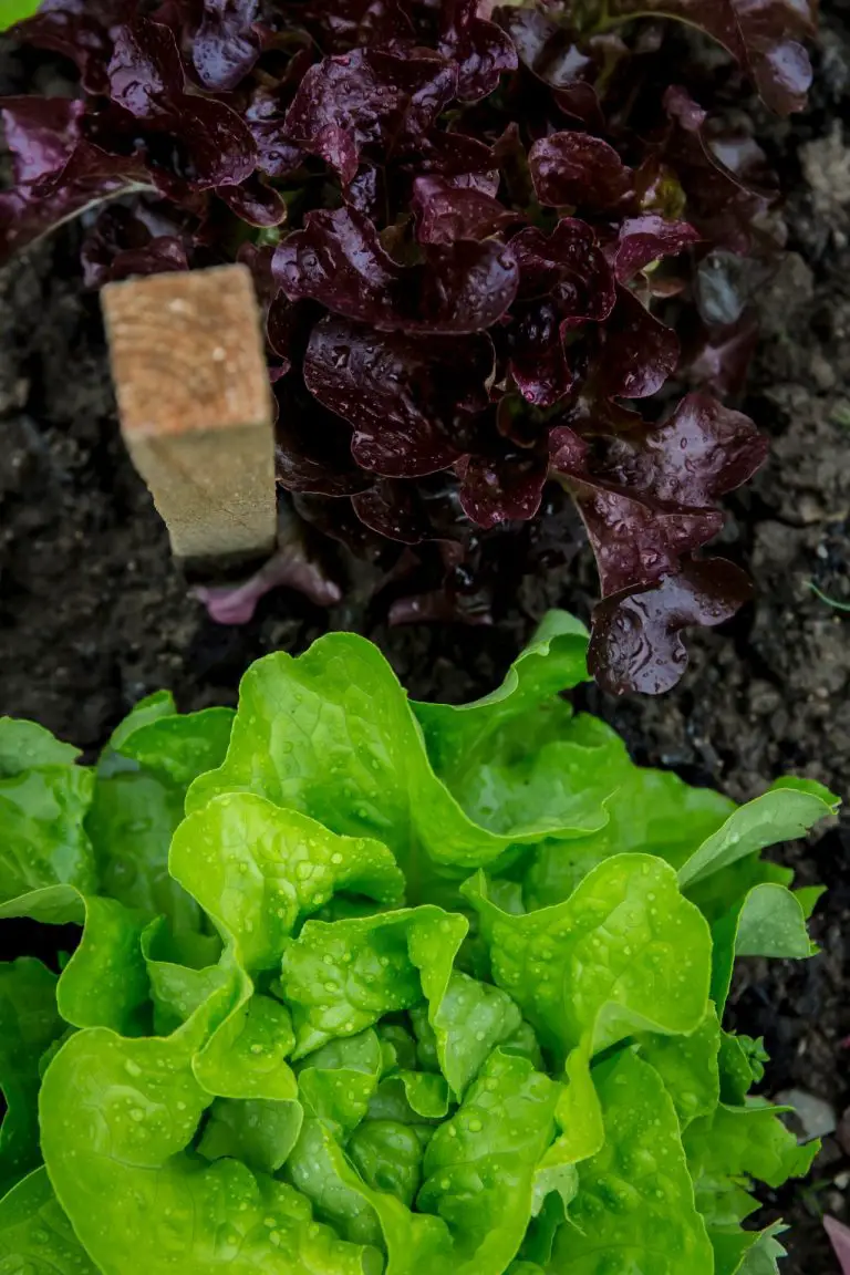 Two varieties of lettuce growing side by side.