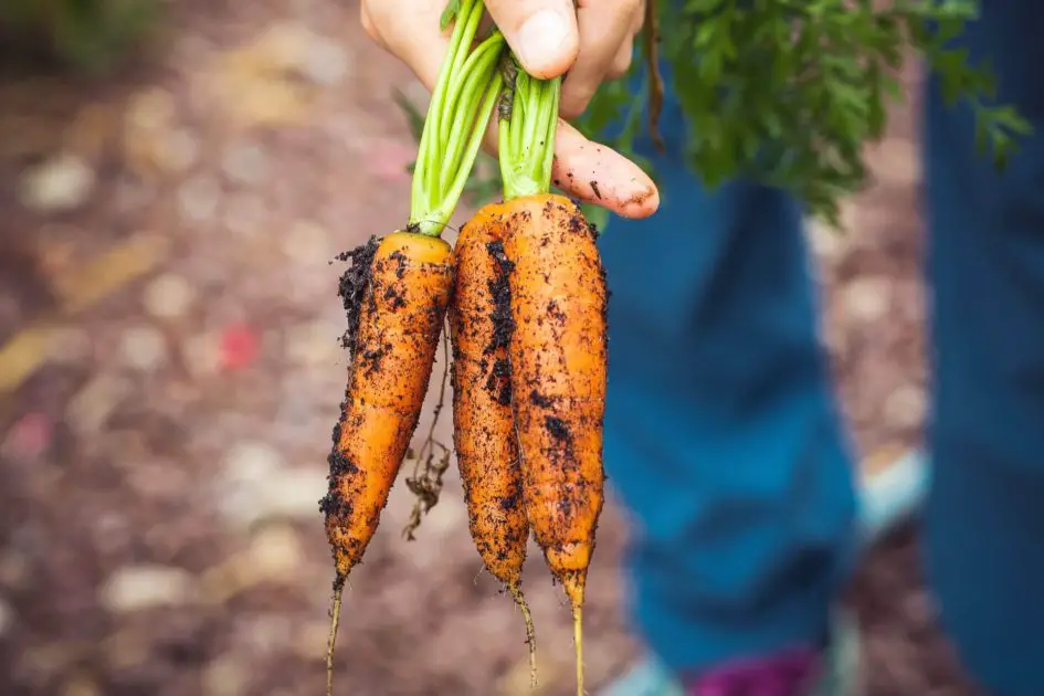 Fall harvested Carrots.