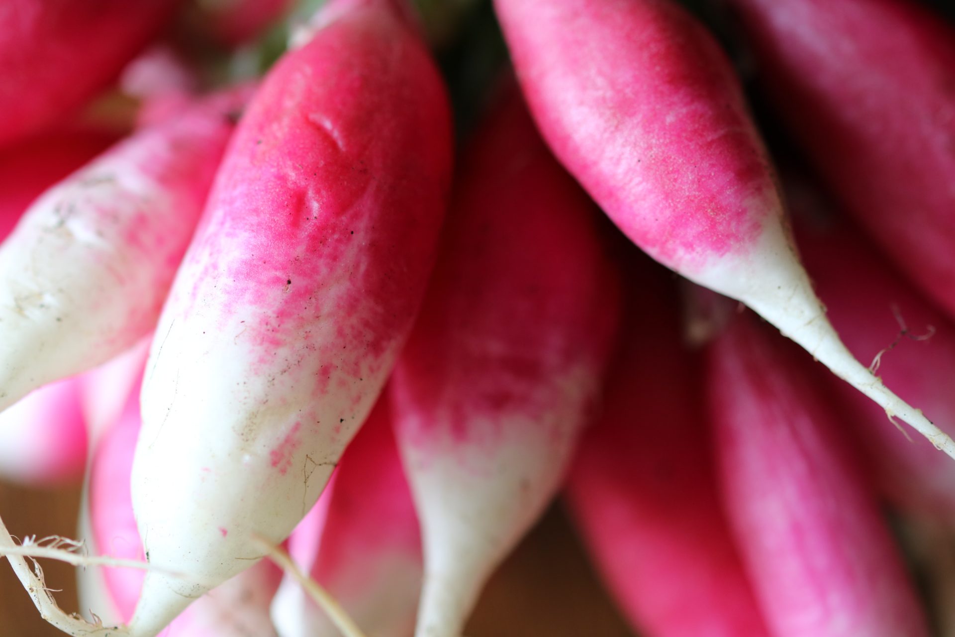 French Breakfast Variety of Radish