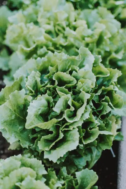 close up photo of green vegetable