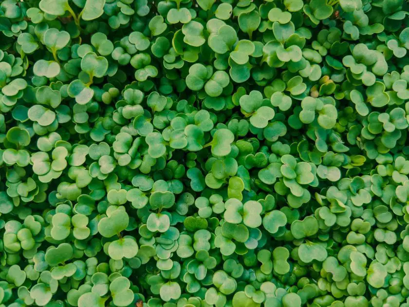 green bush with arugula microgreens