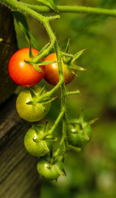 close up shot of green and orange tomatoes