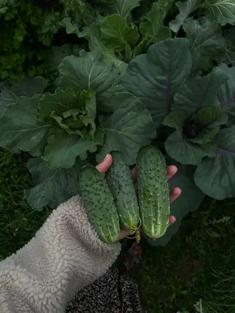 a person holding freshly harvested cucumbers