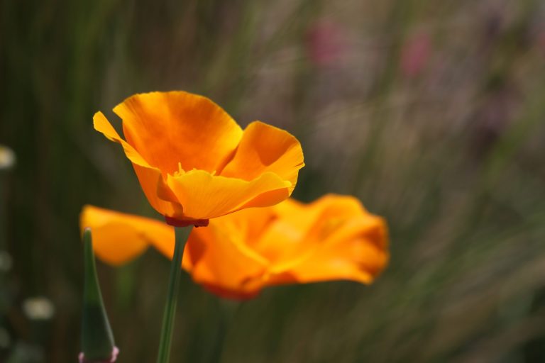 the ample garden