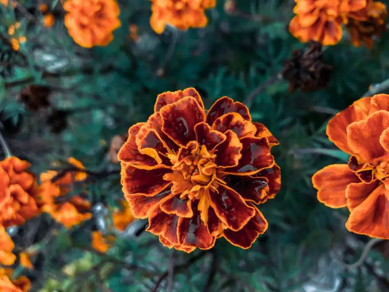 Orange marigolds blooming.