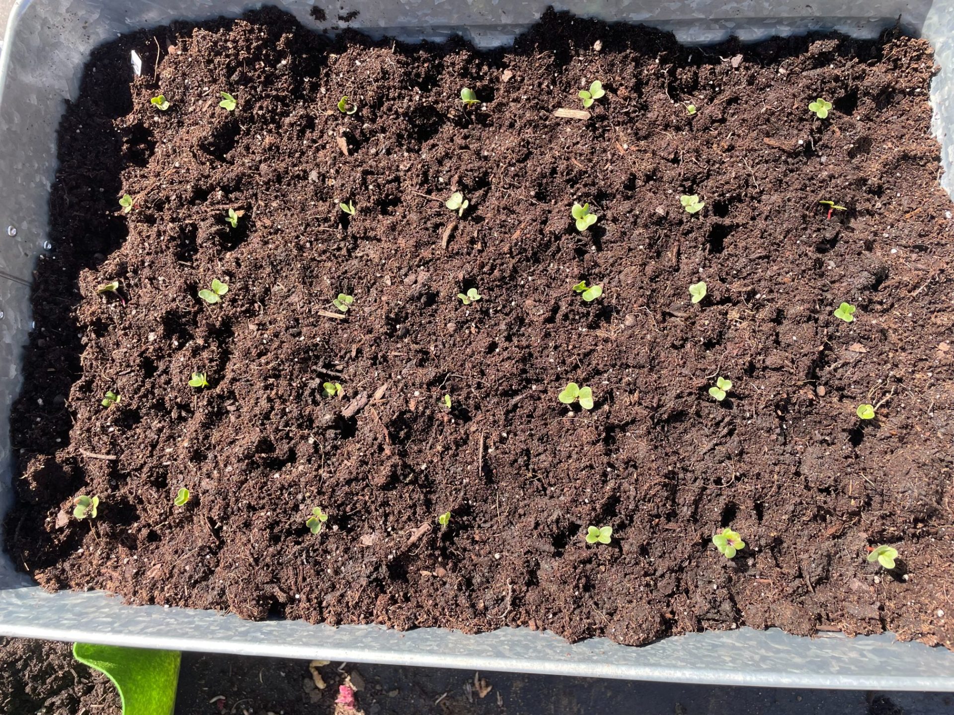 Radish seedling that have been thinned out and planted in a container.