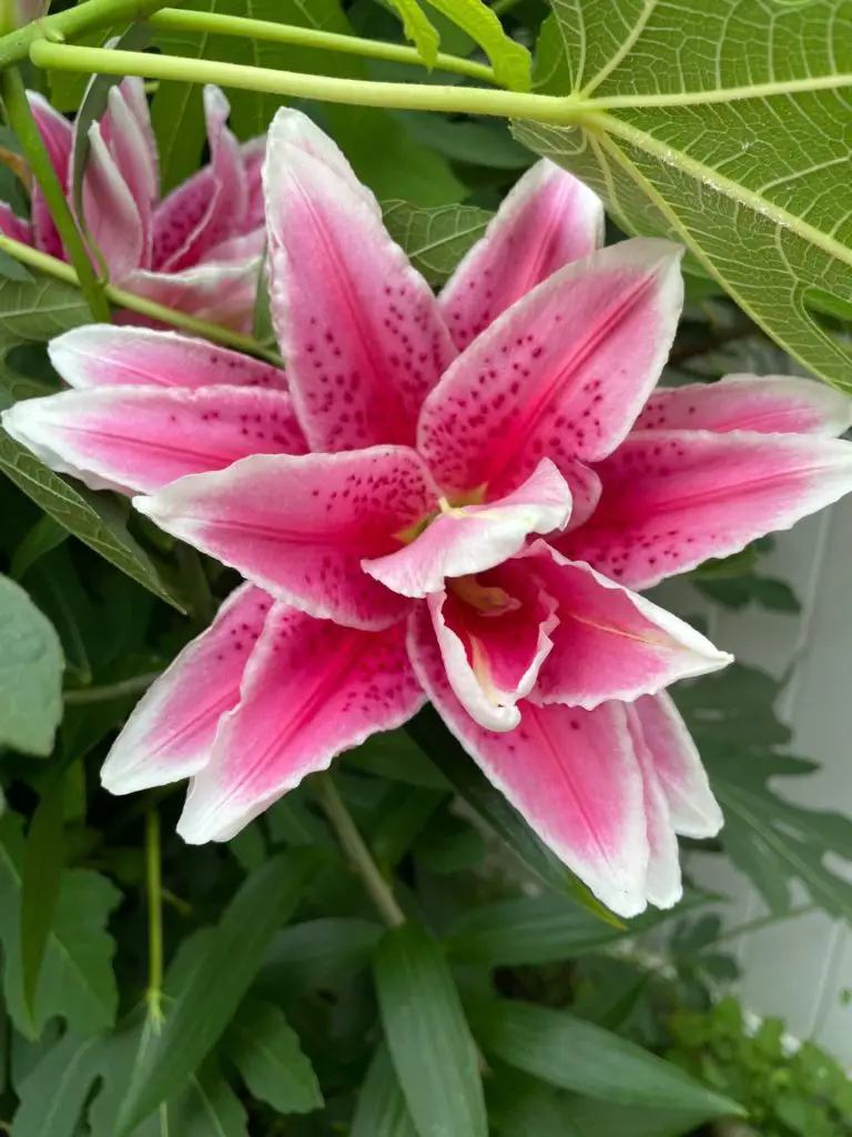 A pink lily growing in a flower bed surrounded by a lush a green.