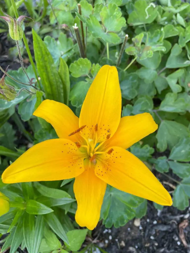 A bright yellow lily growing in a flower bed. The background is a lush green.