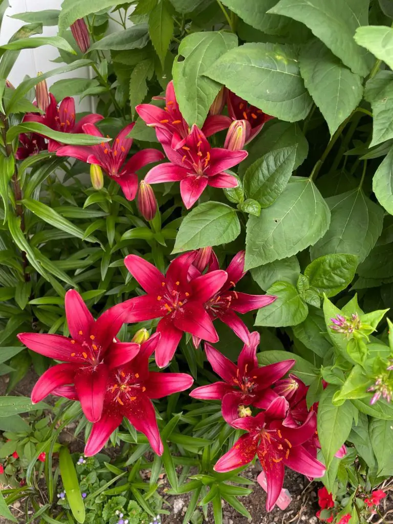 A grouping of red lilies growing in a bed. The background is a lush green.