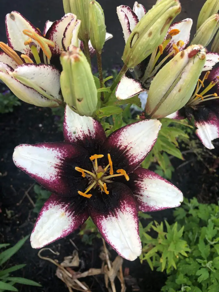 Lilies surrounded by Red Beetles.