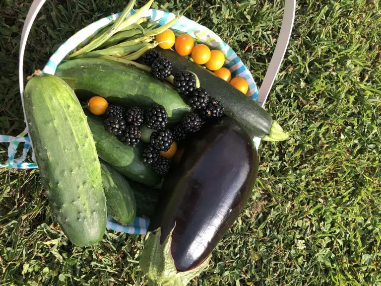 A close up picture of eggplant, cherry tomatoes, and cucumbers in a basket.