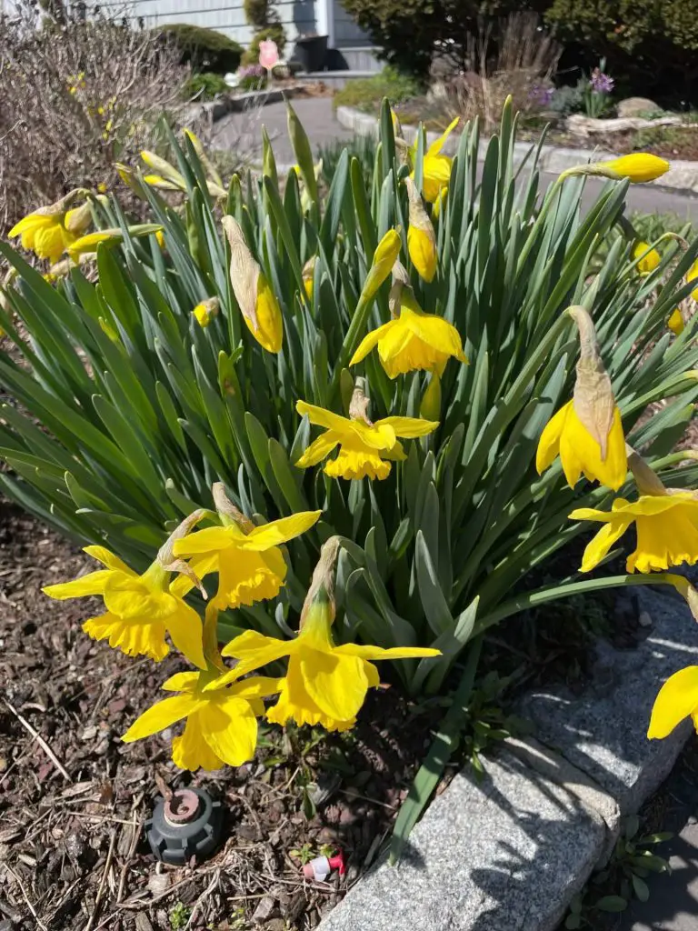 Yellow Daffodils blooming on a sunny day.