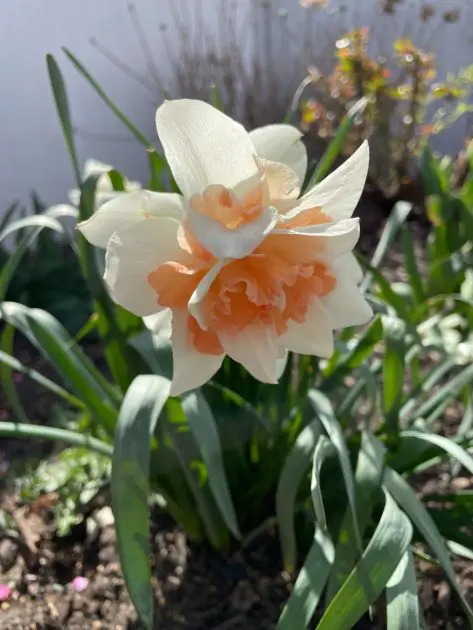 A beautiful orange and white daffodil and a green background.