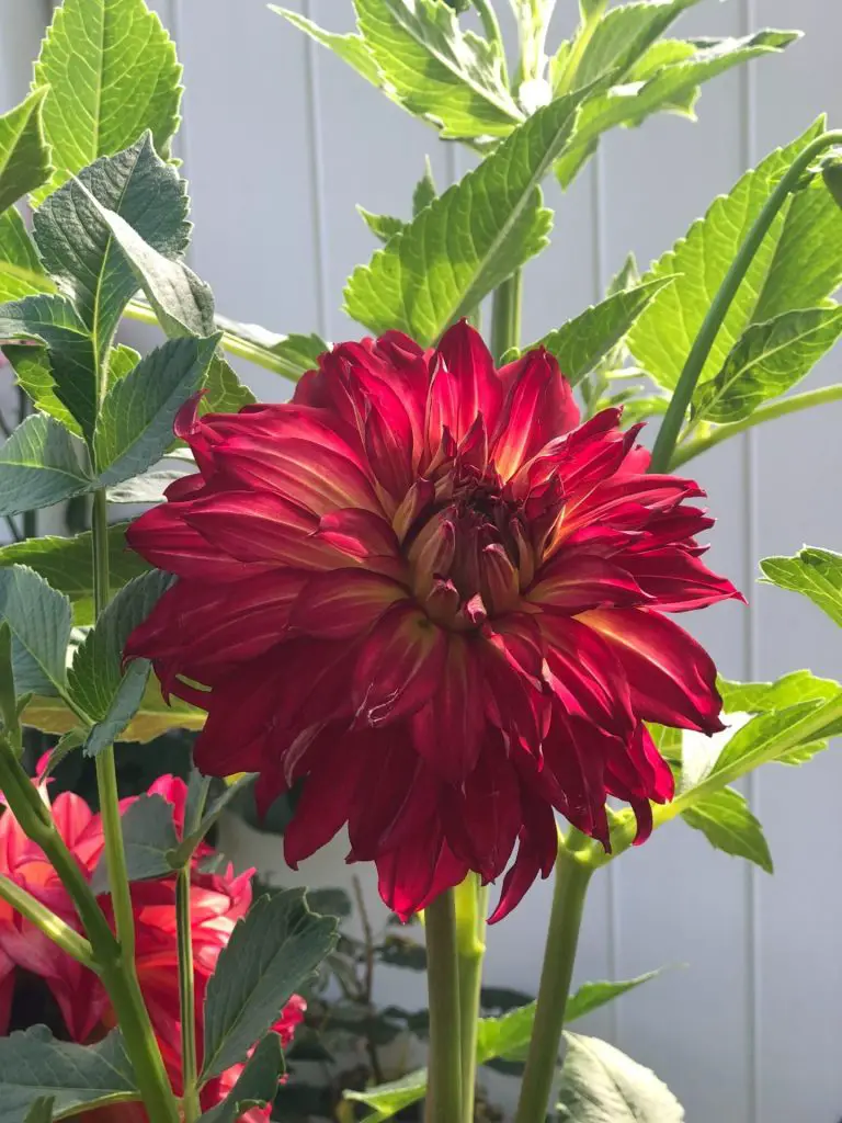 A maroon dahlia standing tall with a background of green stems and leaves.