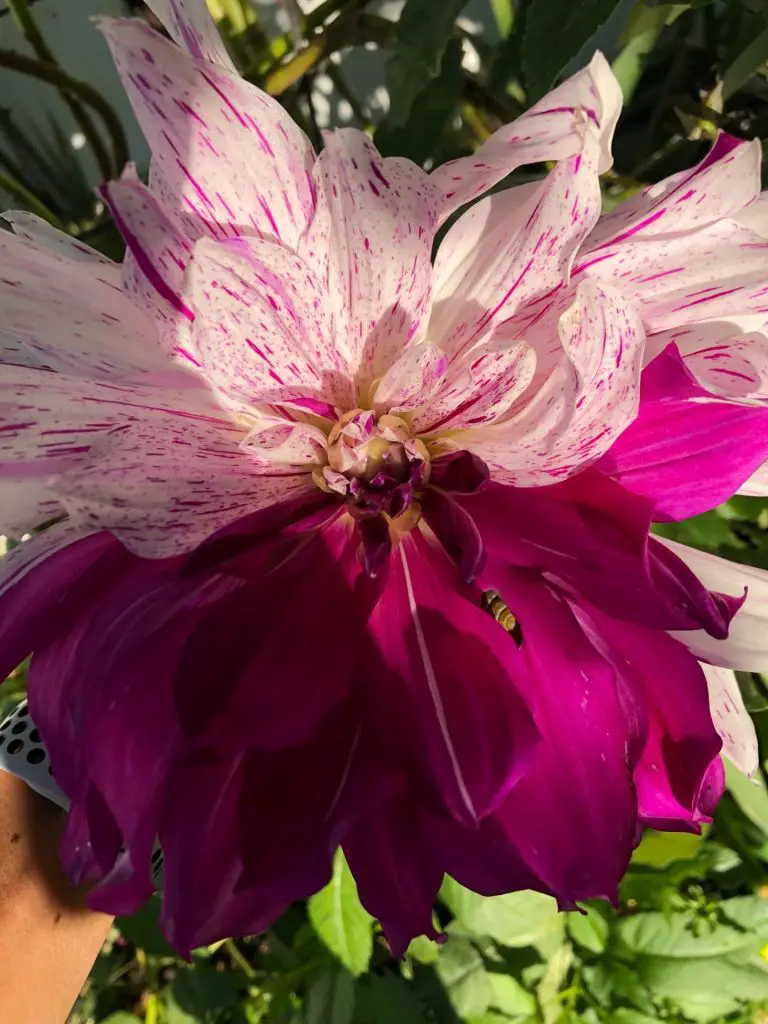 A dahlia that has merged two different dahlia colors. Half the dahlia is white with pink stripes and the other half is a solid magenta.