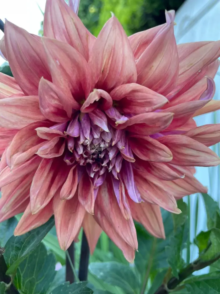 A pinkish dahlia with a purple center. The background is a blurred green.