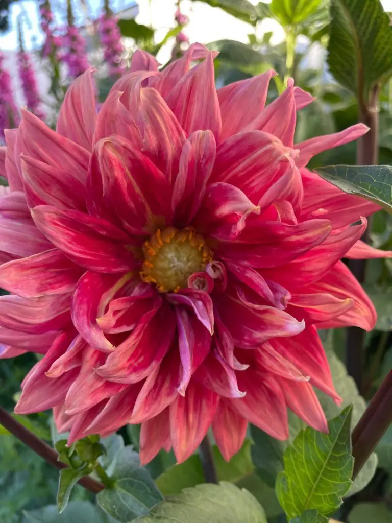 A light pink dahlia. The background is green leaves.