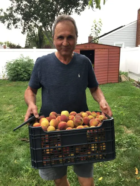 A man with short hair and a dark blue shirt is holding a milk crate filled with ripe peaches. The man is smiling and appears to be enjoying the sight and scent of the peaches. In the background there is a red shed and it appears to be an outdoor setting with trees and bushes in the distance.