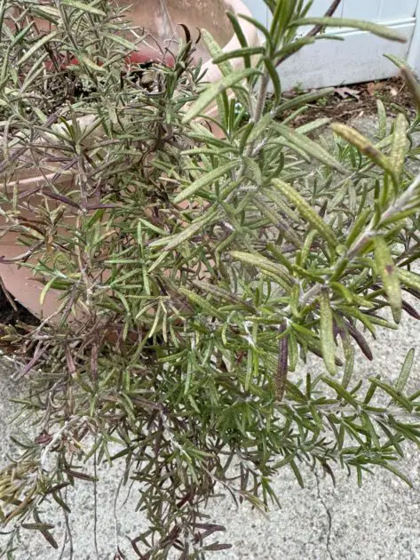 Rosemary during the winter months in dormancy.