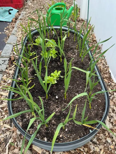 Garlic and lettuce growing in a raised metal bed.