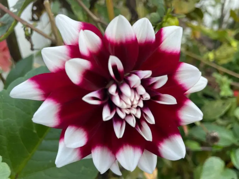 A red dinnerplate dahlia with white tips. The background is blurry green.