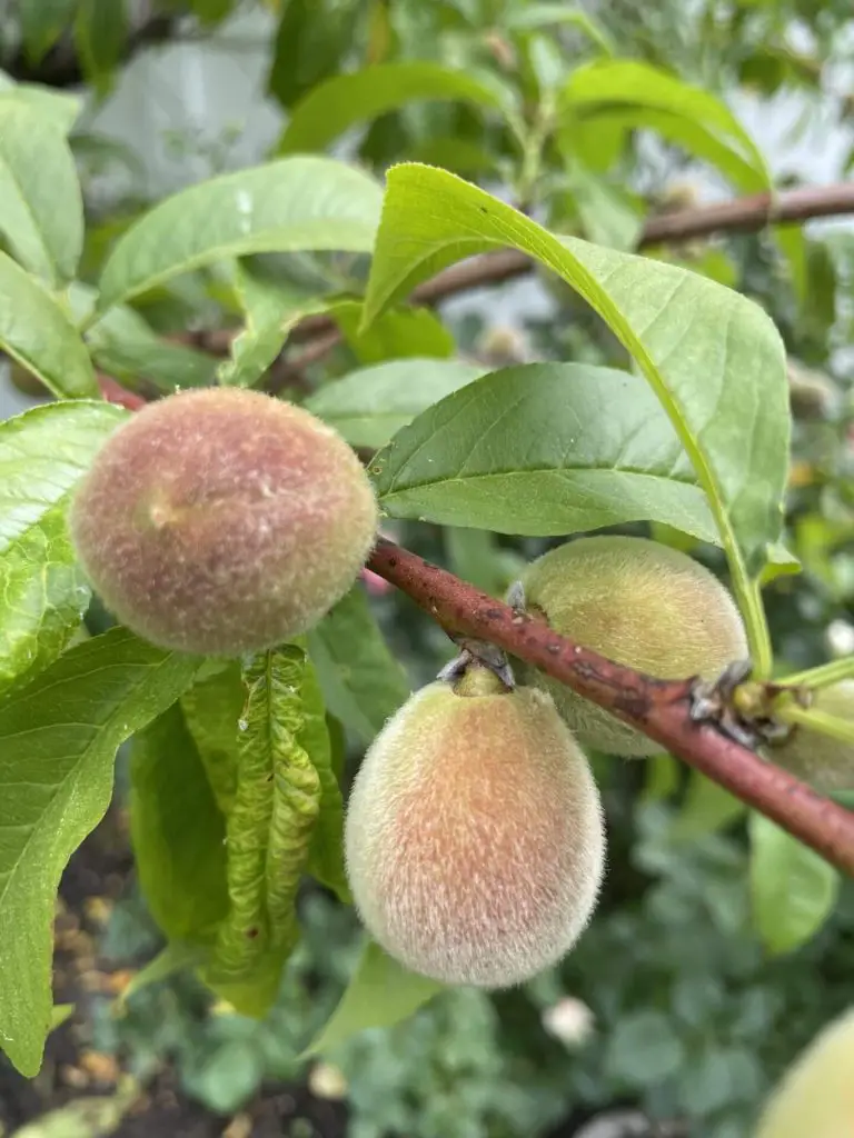 HOW TO GROW PEACHES ORGANICALLY The Ample Garden