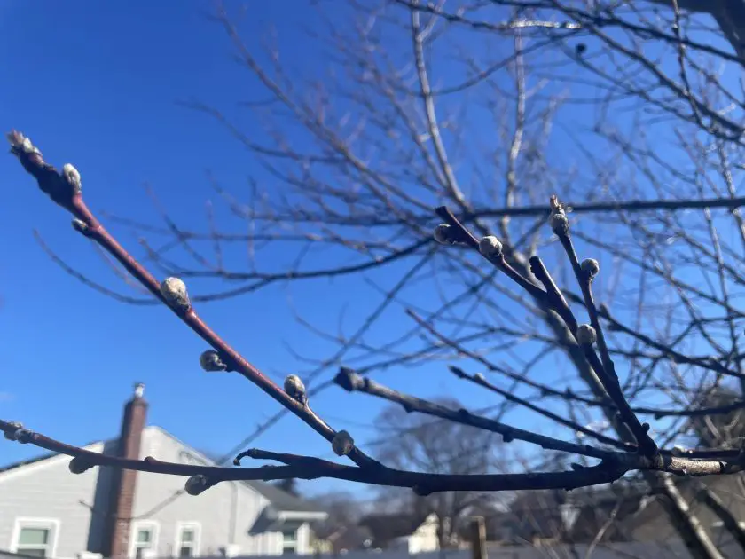 Close-up of peach tree buds showing small, delicate, oval-shaped buds growing from branches against blue sky background.