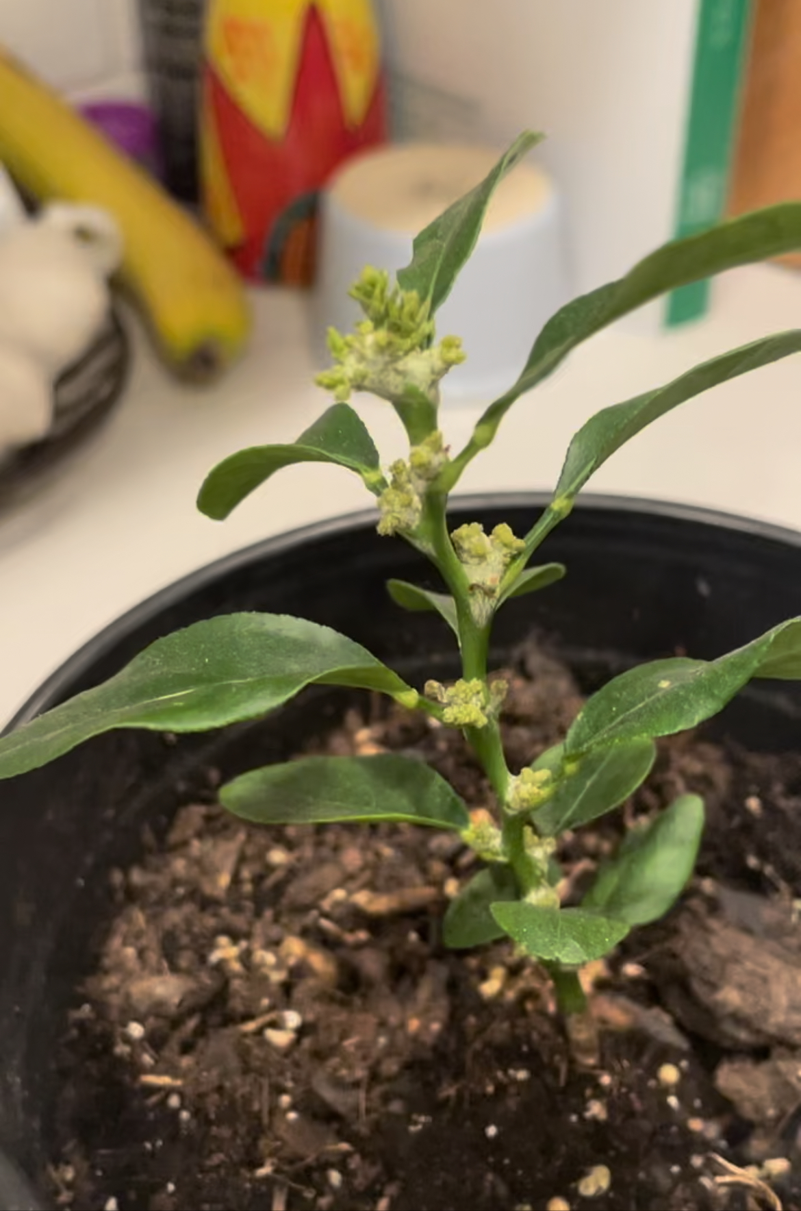 A a year old lemon tree with flowers about to bud along its stem.