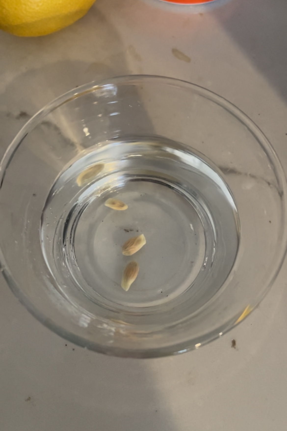 Lemon seeds soaking in a small bowl of water.