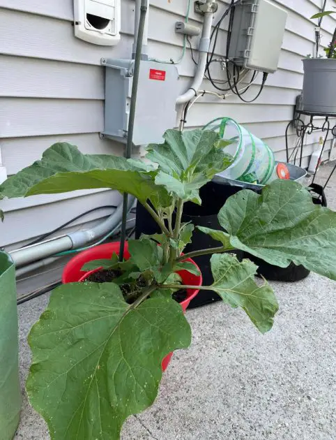 An image of an eggplant plant growing in a bright red container. The plant is approximately 1 foot tall and has multiple branches with broad green leaves. The eggplant itself is not visible in the image. The red container is glossy and has a diameter of about 10 inches. The background of the image appears to be a neutral light gray color.