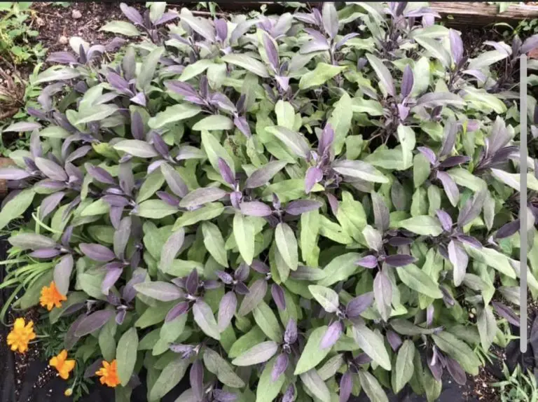 A large sage plant growing in a garden. The plant takes up the full image. It has greenish leaves with purple hues.