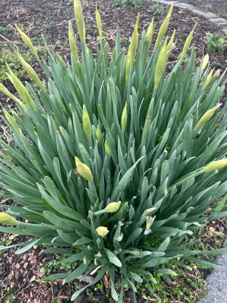 A clump of daffodils almost ready to bloom.