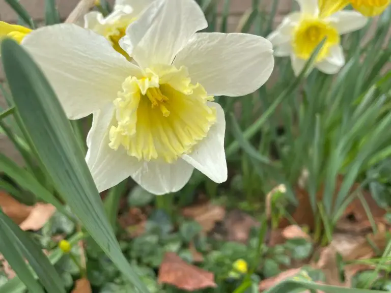 A white and yellow daffodil blooming.