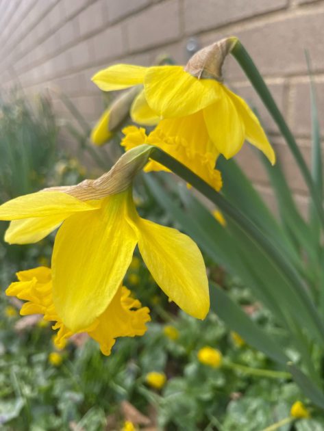 Two yellow daffodils blooming. The background is blurry. It is a faded green color.