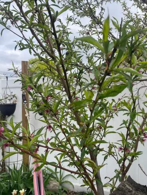 A peach tree after the peals have fallen. There are many green leaves.