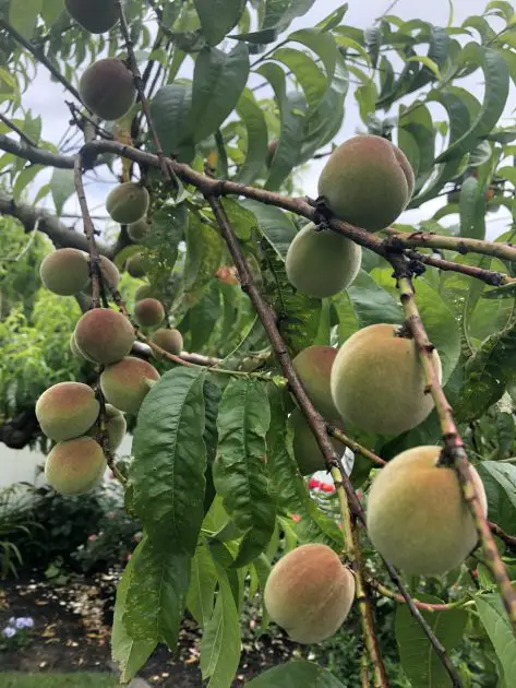 A close-up photograph of a branch with several small, young peaches growing on it. The peaches are still green and have a fuzzy texture, with small leaves visible on the branch in the background. The sunlight is shining on the peaches, creating a warm and inviting scene.