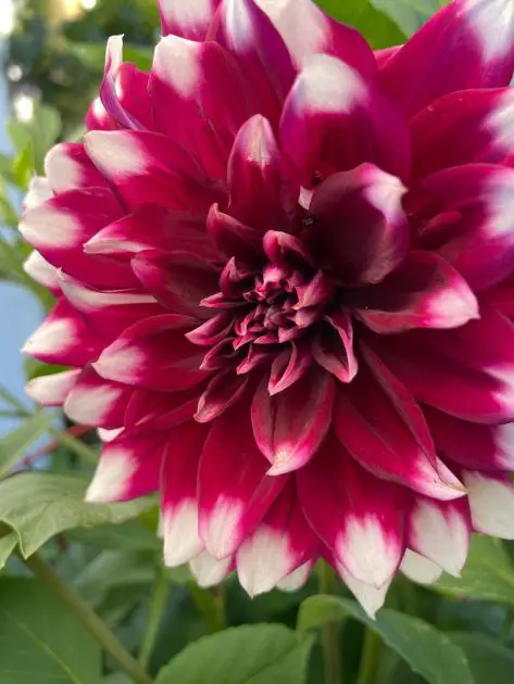 A deep red dinner plate dahlia with white tips.