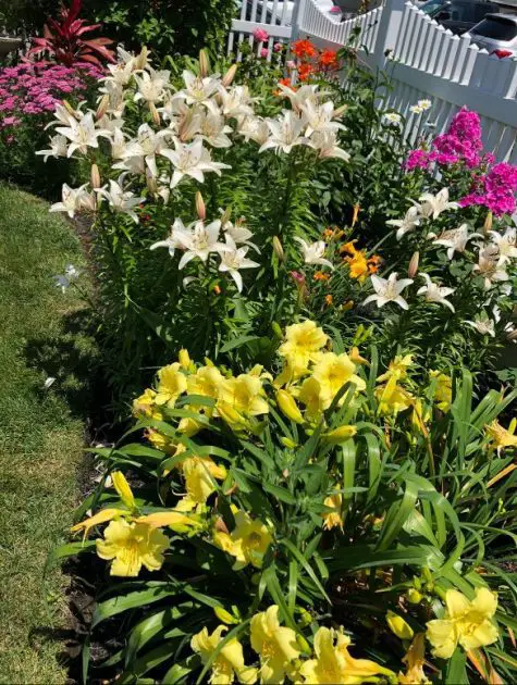 Day lilies and asiatic lilies growing in a flower border.